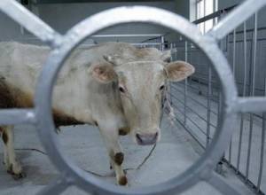 Կառավարության ծրագրով կենդանիների մորթը կատարվելու է միայն սպանդանոցներում