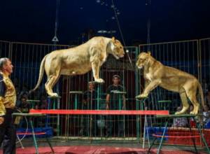 Животные пока не добрались до Еревана – представления отложены