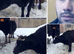 Посягательство на коров