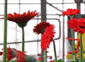 We bring carnations from Turkey to take them to Genocide memorial in Yerevan