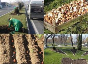 Մայրաքաղաքում բացվող առաջին ծաղիկները վարդակակաչները կլինեն