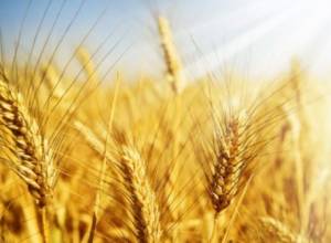 Պարենային մթերքի գինը բարձրացել է