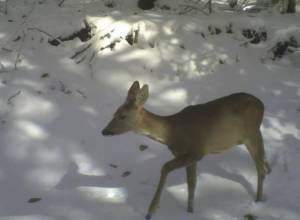 Արգելոցներում հանդիպել են եվրոպական այծյամ, շնագայլ, աղվես, փորսուղ և աքիս