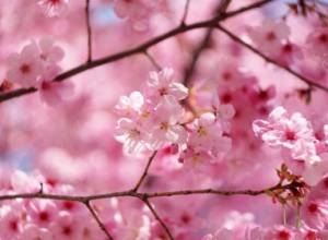 Прогноз погоды на апрель-июнь 2017г.