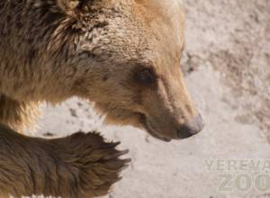 Участок ереванского зоопарка будет закрыть