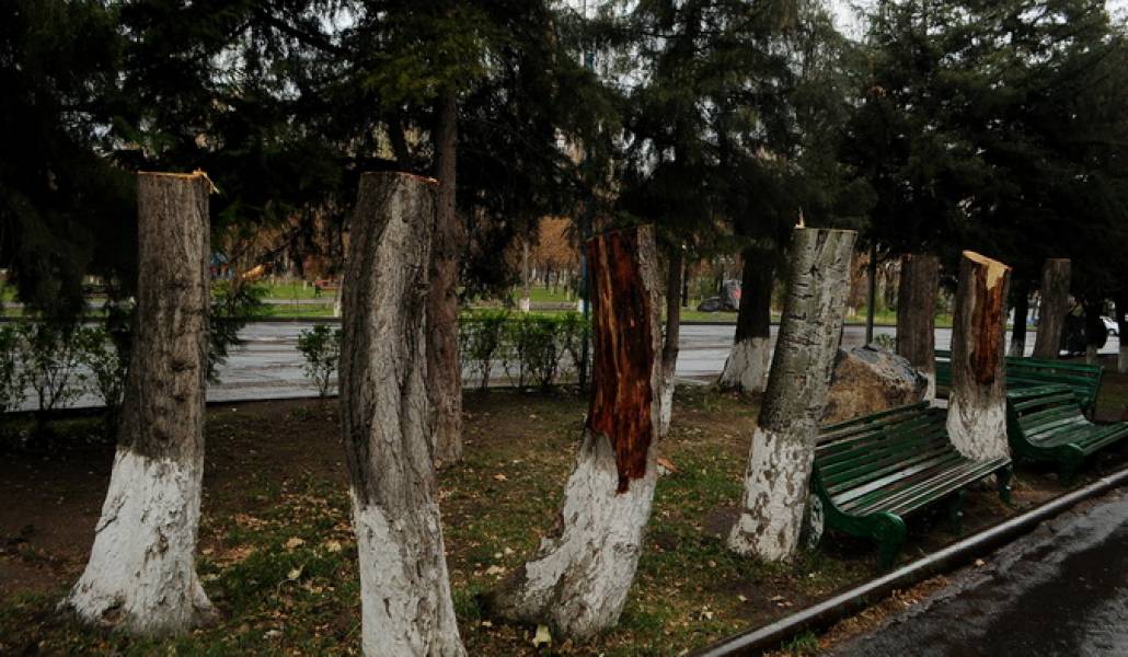 tree-davtashen