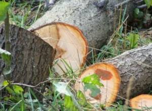 В лесах Иджевана двое граждан незаконно срубили 23 дерева