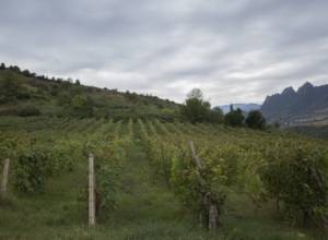От очереди противника пострадали виноградные сады