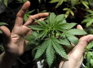 Избил жену за то, что она выкорчевала наркотик