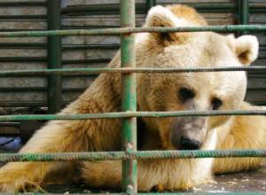 AEF: Bears kept in captivity disappear after alerts