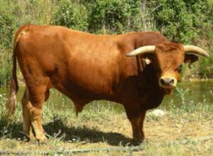 Бык убежал: спасательный отряд специального назначения вмешался