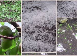 Град в Сюнике нанес ущерб урожаю