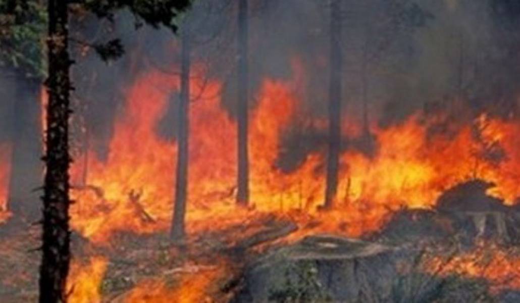 arevik-azin-parkum-b-n87593-1