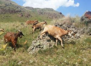 Сельский туризм: что предлагает Артаван