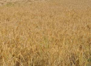 Հնդկաձավար ցանած ու բարձր բերք ստացած գյուղատնտեսները «հուսախաբ են եղել». Ազատություն