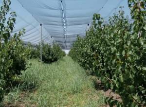 «Եթե նյութերը արտադրվեն Հայաստանում, ծախսերը 2 անգամ քիչ կլինեն»