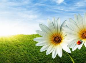 Temperature expected to soar to 40 degrees in Armenia