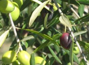 Արցախում կունենանք ձիթապտղի պլանտացիաներ, իսկ հացահատիկի կեսը կարտահանվի. Արցախպրես