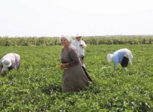 Գյուղացիներին ոգևորել է 5 տոկոսով 3-10 մլն դրամ վարկի տրամադրումը