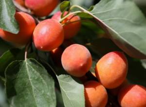 Այս տարի ավելի շատ ծիրան է արտահանվել