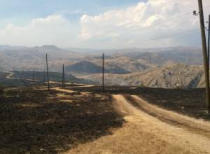 Հրդեհված անտառներ. արջերը փախել են, սողուններն ՝ այրվել