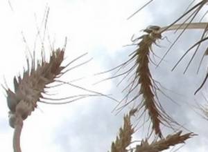 Երազգավորսցին՝ ծակ գրպանով, առանց սերմնացուի