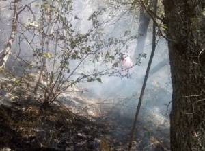 Дым у заповедника начал активизироваться