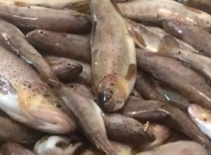 Կարմրախայտի ապօրինի որս՝ Խոսրովի արգելոցում