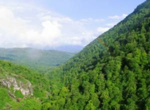 «Դիլիջան» ազգային պարկ»-ի տարածքում մարվել են հրդեհի օջախները