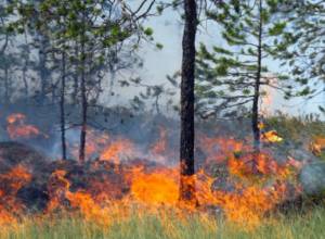 New fire spots detected in Byurakan forests