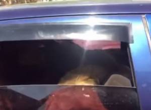 «Опель», полный ягнят – на особо охраняемой территории полиции