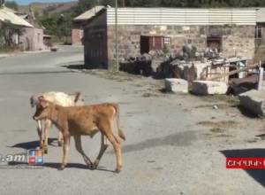 Բրուցելիոզով վարակվել են նաև  Հովիտի բնակիչները