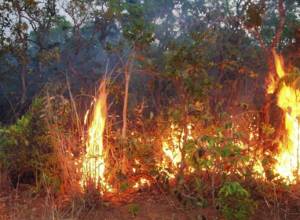 Fire in Byurakan forests continues