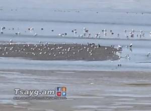 SOS Ахурянское водохранилище: рыбы продолжают погибать