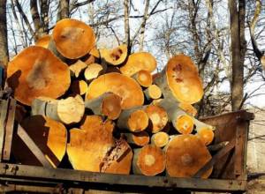 Ապօրինի հատված սոճիներով բեռնված մեքենան բախվել է տեղամասի պետի մեքենային