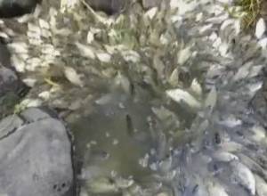 В Армавире погибло большое количество рыбы в связи с осушением водоемов