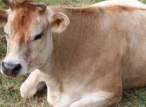 Stabbing in Masis. Father interferes with his son's fight