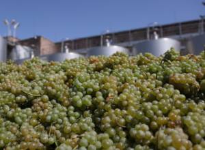 Մեկնարկել է խաղողի մթերումը