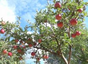 Fruits are left on trees in Shirak Province