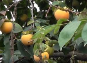 Շնողի բերքը արտահանում են Ռուսաստան