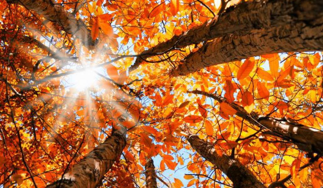 autumnleaves