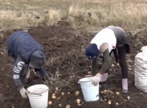 Villagers are not satisfied with potato harvest