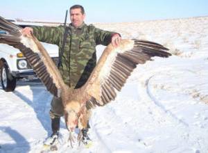 Ահազանգ. կրկին սպիտակագլուխ անգղի որսի դեպք econews.am