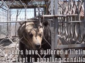 Bears in Armenia need urgent salvation