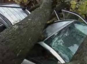 В Алаверди дерево упало на четыре BMW