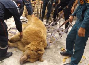 Медведи перемещены в Кавказское прибежище Урцадзора