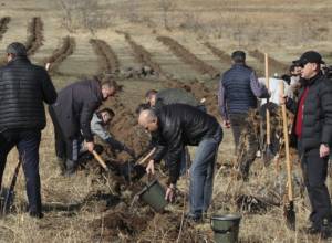 Հայաստանի գրեթե բոլոր մարզերում ծառատունկ է