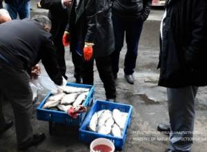 «Սևան» ազգային պարկ» -ում առգրավել են 129 հատ «սիգ» տեսակի ձուկ