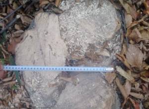 Двое граждан Гюлагарака незаконно срубили 19 деревьев