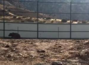 Կարանտինային կենտրոններ տեղափոխված բոլոր արջերը խեղումներ ունեն. econews.am